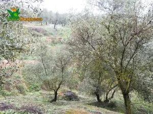 Finca rústica en Peligros - Próximo a la autovia.