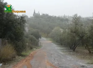 Finca rústica en Peligros con muy buen acceso.