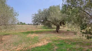 Finca rústica en venta en Constanti