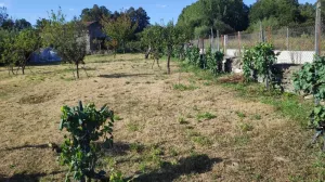 Finca Carballiño con pequeña viña y árboles