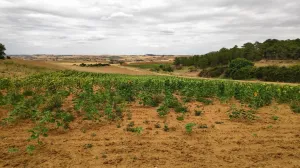 Finca secano en Santa Clara de Avedillo