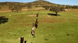 Dehesa Tamujoso | 650 ha de dehesa productiva con explotación ganadera y cinegética en Huelva