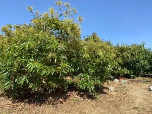 Finca agrícola productiva