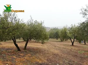 Finca rústica en Peligros - Próximo a la autovia.