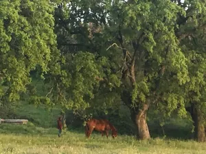 Finca con vivienda y inst.ecuestres