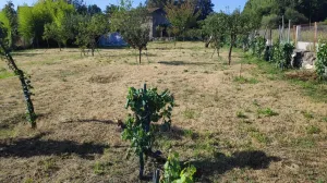 Finca Carballiño con pequeña viña y árboles