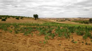 Finca secano en Santa Clara de Avedillo
