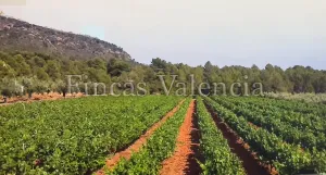 BODEGA DE AUTOR EN PRODUCCIÓN. CASI 6 HECTAREAS DE VIÑEDOS