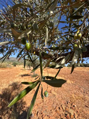 finca regadio y secano