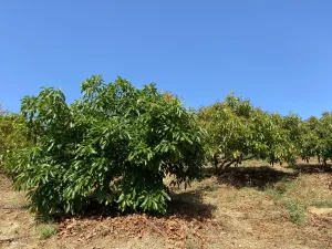 Finca agrícola productiva