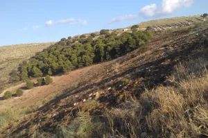 Finca Ganadera Con Alojamiento Turistico