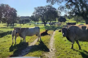FINCA GANADERA DE 700HA EN EL NORESTE DE CÁCE