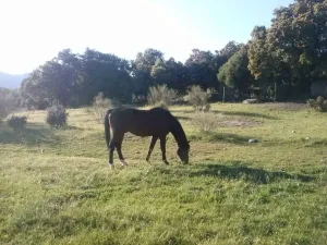 Finca con vivienda y inst.ecuestres