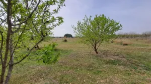 Finca rústica en venta en Constanti