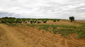 Finca secano en Santa Clara de Avedillo