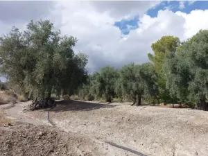 Cortijo andaluz con 13,5 hectáreas, Partaloa