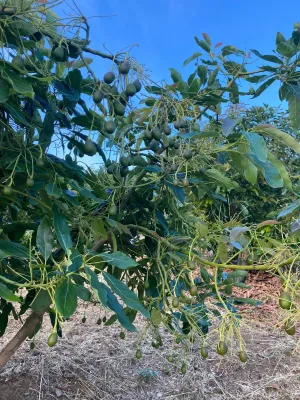 Finca agrícola productiva