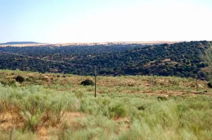 Finca Ganadera De 800ha Cerca De Cáceres