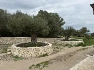 Finca única en Montuïri: 31,7 acres exclusivos y plantación de Olivos con rentabilidad