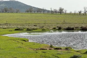 FINCA GANADERA Y DE CULTIVO CERCA DE CÁCERES