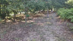 Finca próxima a Carballiño.