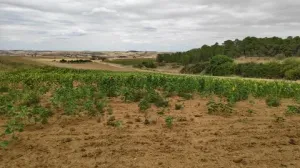 Finca secano en Santa Clara de Avedillo