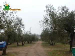 Finca rústica en Peligros con muy buen acceso.