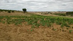 Finca secano en Santa Clara de Avedillo