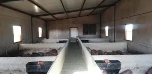 Dehesa Tamujoso | 650 ha de dehesa productiva con explotación ganadera y cinegética en Huelva