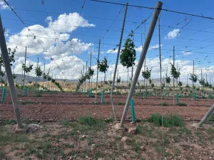 FINCA EN ALHAMA DE MURCIA