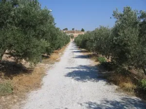 FINCA DE OLIVOS CON RIEGO POR GOTEO