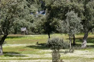 FINCA GANADERA DE 700HA EN EL NORESTE DE CÁCE