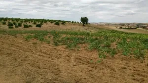 Finca secano en Santa Clara de Avedillo