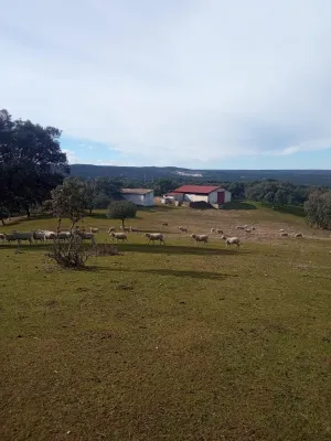 FINCA DE DEHESA DE 30 HECTÁREAS EN PLENA SIERRA MORENA (CORDOBA)