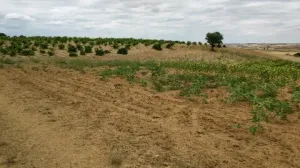 Finca secano en Santa Clara de Avedillo
