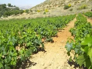  Bodega de ensueño en Monachil (Granada) – ¡Naturaleza, tradición y oportunidad en un mismo sitio!