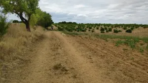 Finca secano en Santa Clara de Avedillo