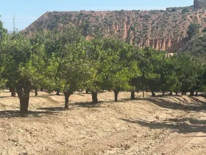 FINCA EN ALHAMA DE MURCIA