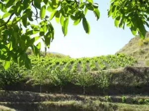  Bodega de ensueño en Monachil (Granada) – ¡Naturaleza, tradición y oportunidad en un mismo sitio!
