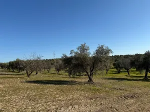 Se vende finca de regadío a 5min de Mérida