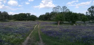 FINCA GANADERA EN EL ESCORIAL - 1508