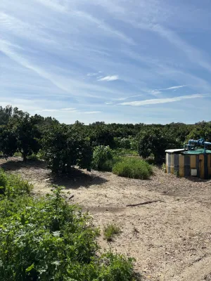 Finca de naranjos en Palma del Río