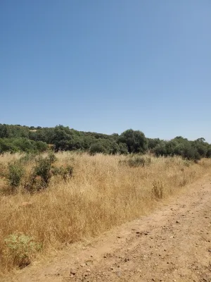 Finca de 100 Ha de Monte