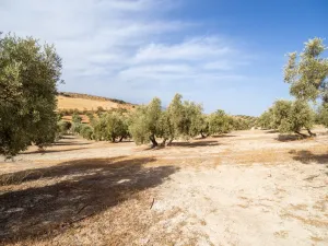 Olivar en Castillo de Tajarja