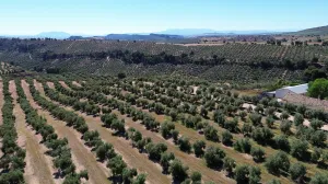 570 HRAS DE OLIVAR - POSIBILIDAD HOTEL RURAL