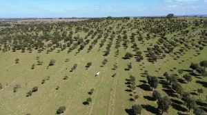 Finca en Messejana Aljustrel