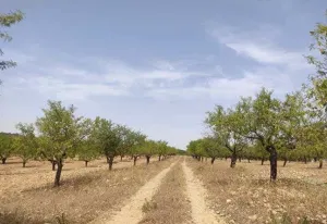 PRECIOSA FINCA DE 367 HECTAREAS EN ALBACETE