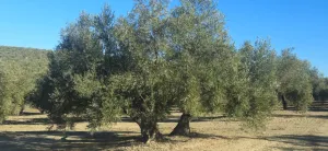 finca de olivos