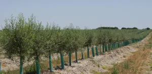 Venta Finca Riego Jerez de la Frontera