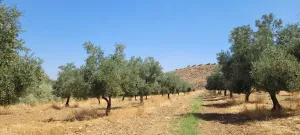 FINCA MIXTA ALMENDROS - OLIVAR